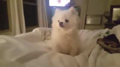 dog sneeze