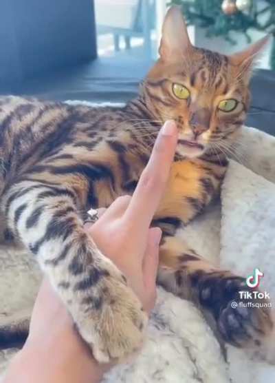 Fine...I’ll just bite the pillow