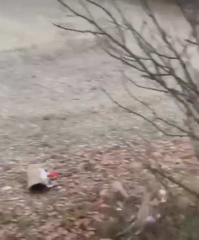 Встреча двух оленят