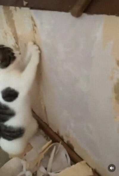 The cat - handyman