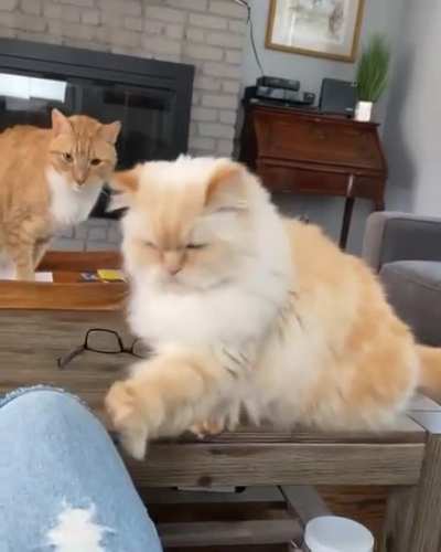 Super cute taps