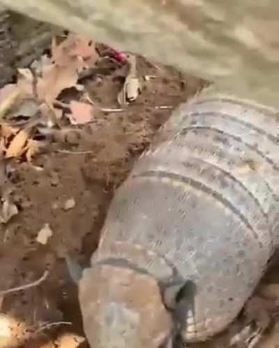 Is that a corpse? Is that a wild sandshrew? No, it’s a...