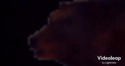 Bear boi
