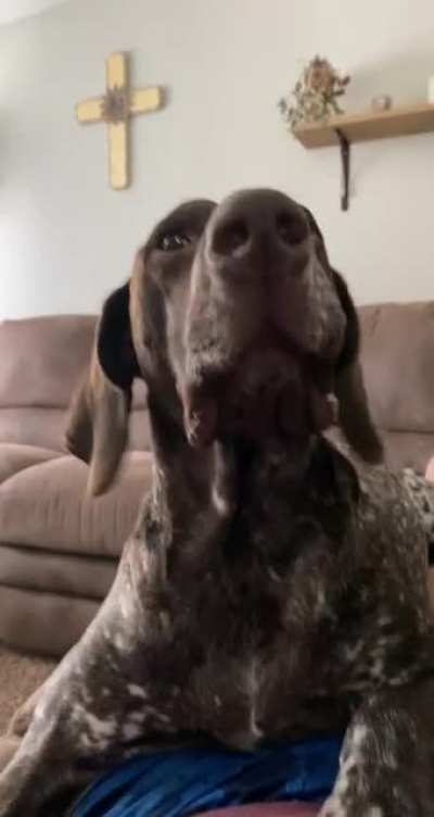 Don’t make fun of dog