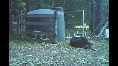 Bear necessities