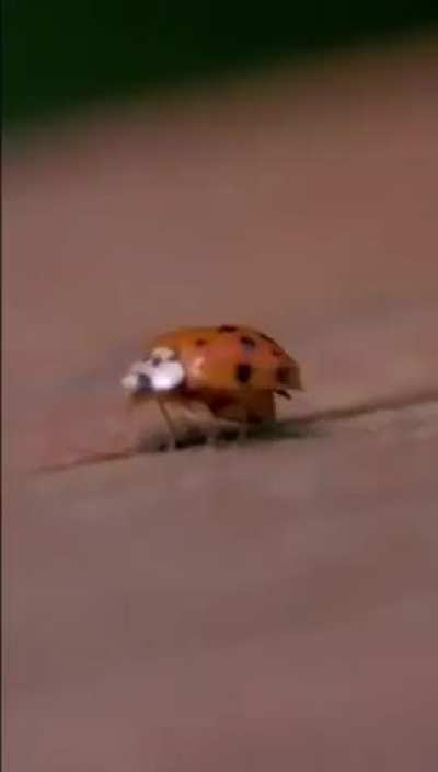 had no idea ladybugs take off like THIS