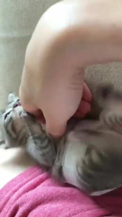 Kitty Attack!!