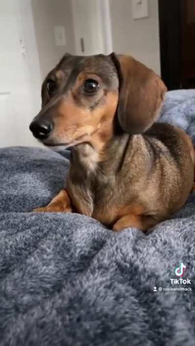 Phone call using dog’s favorite words