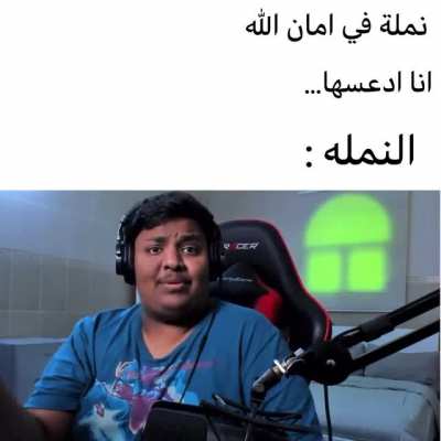 والله النمل مساكين