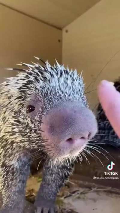 Boops