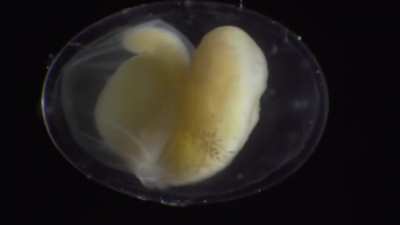 Salamander Grow From a Single Cell (Time-lapse)