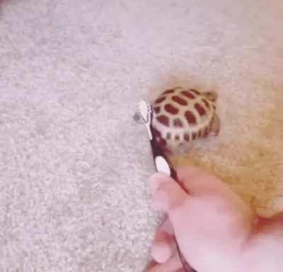 A ella le pica el culo