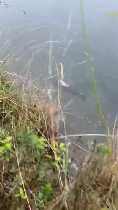 What is this fish