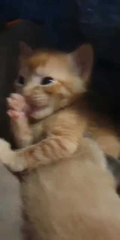 Немного милоты вам в ленту
