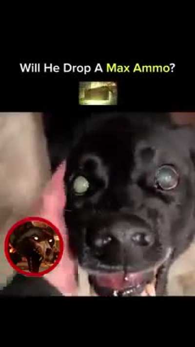 Real life hellhound