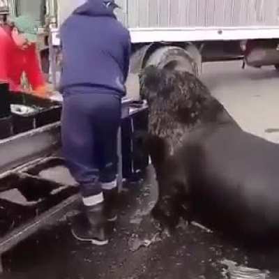 Big boi needs food