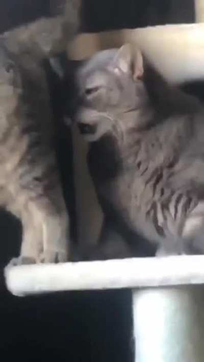 Regret Cat