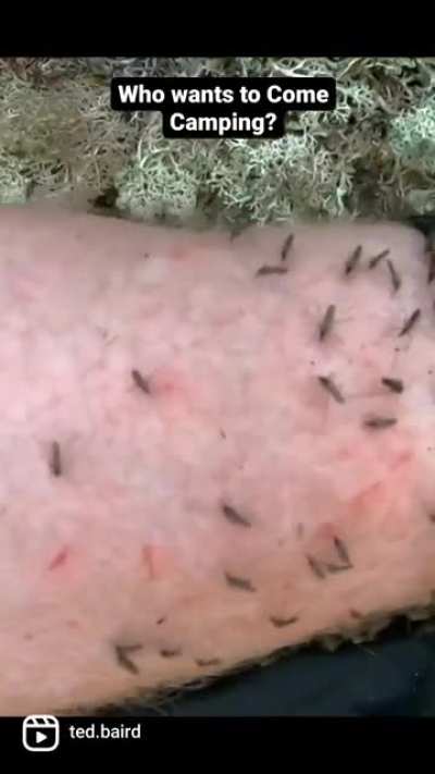 🦟🤯 Insane Mosquitoes & Blackfles