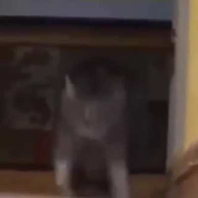Cat running upstairs