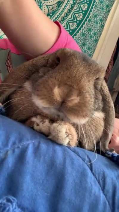 Very regal sniffins