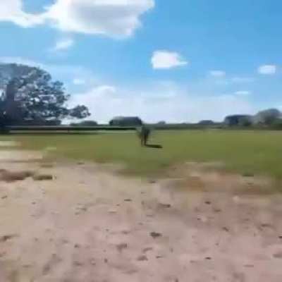 Horse rule