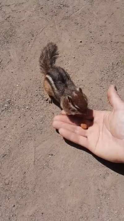 Work buddy stuffing his face. He's so chill.