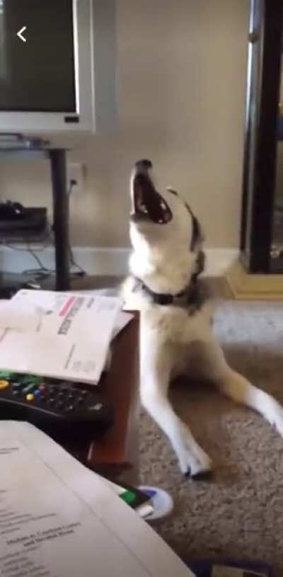 Just your average day in a husky’s life
