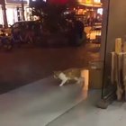 He’s a cool cat.