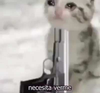 CatRul.