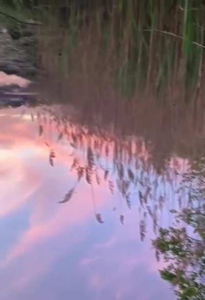 This Trippy Pond Reflection