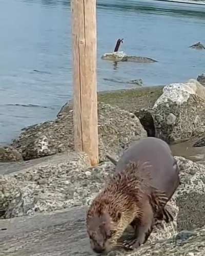 Otter looking for a good spot