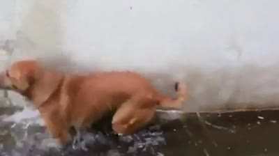 perro tabasqueño