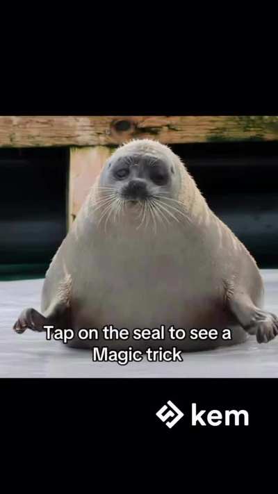 seal magic