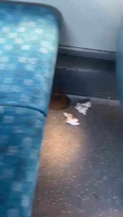 Shit on the bus