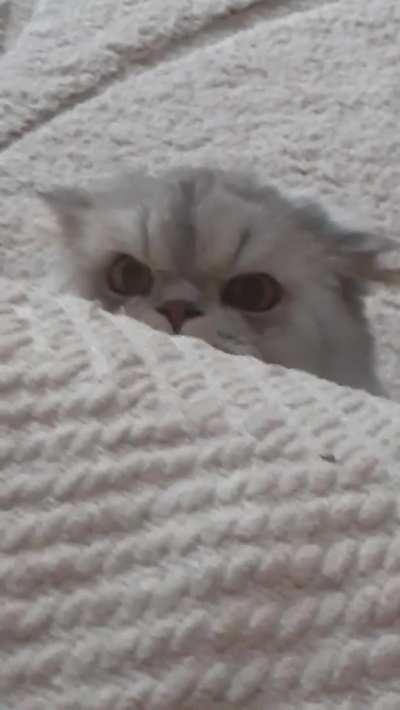 “Started house sitting this wonderful boy today. Hes wondering why I’m in his house.”