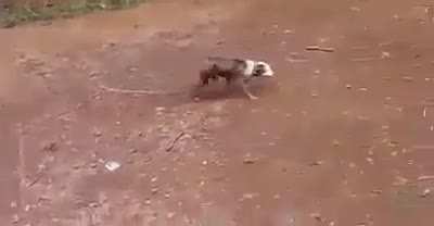 (GRAPHIC NSFW) pitbull mindlessly charges hog and learns a life lesson
