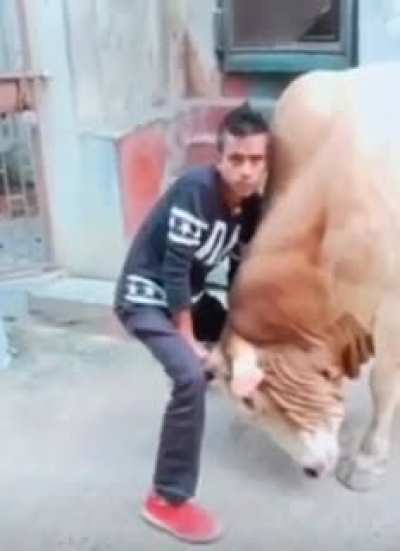 bull wrestling