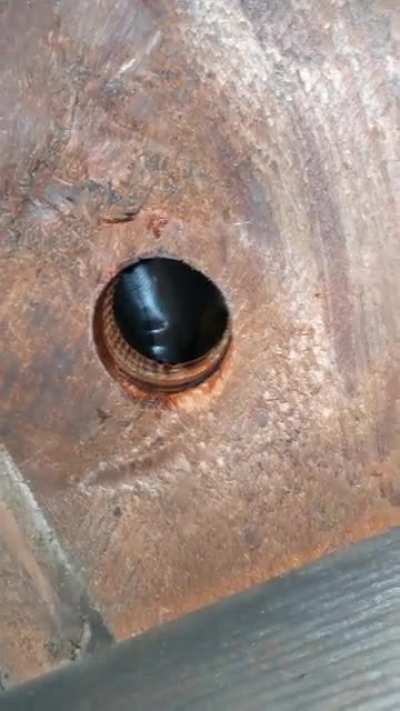 The Treat Hole