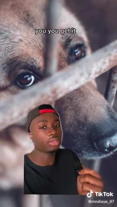 Faking Animal Rescues for Views