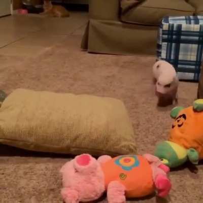 Guard pig practicing to attack an intruder