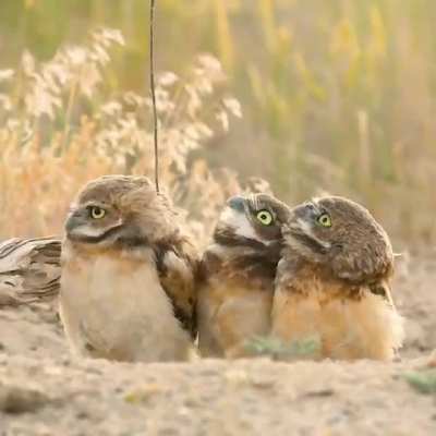 A bird showing off it's big stick