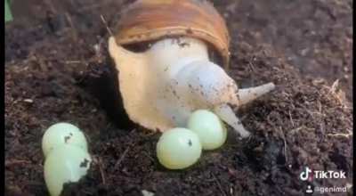 🔥 Snail laying eggs