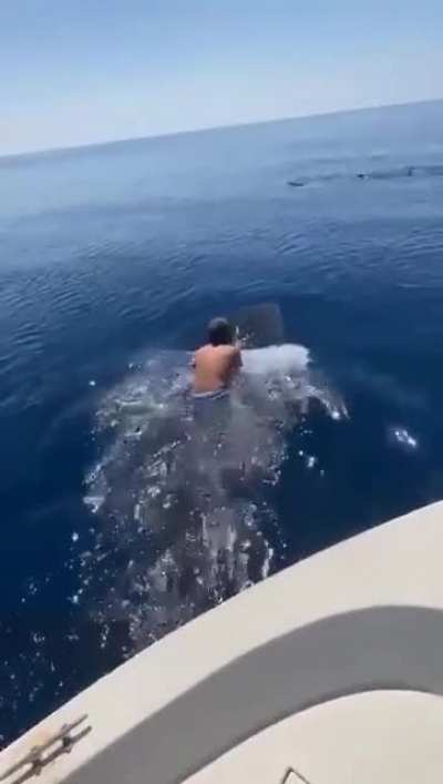 Riding a shark