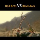 Red Ants vs Black Ants Epic battle