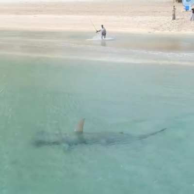 A hammerhead hunting in shallow waters down in Florida