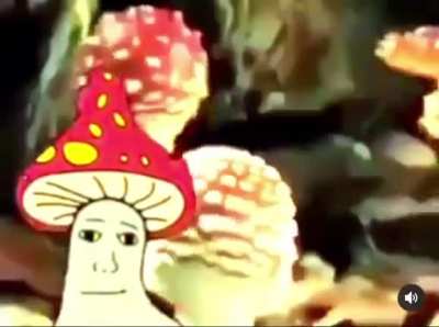 mushroom ascension