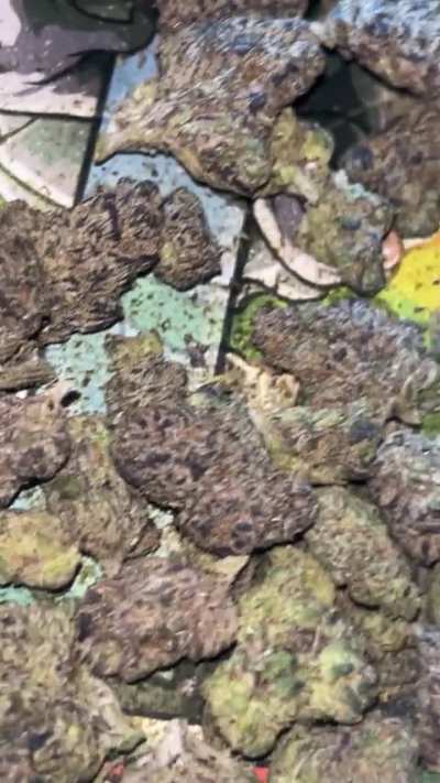 Candy cane.. 10/10