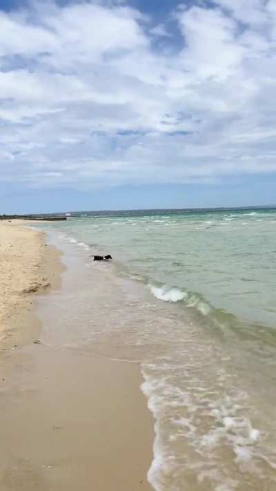 My 9 year old sausage loves the beach…& will tell you so