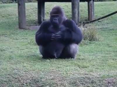 Gorilla uses sign language to tell someone that he's not allowed to be fed by visitors.