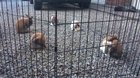 Holland Lops babies being adorable.